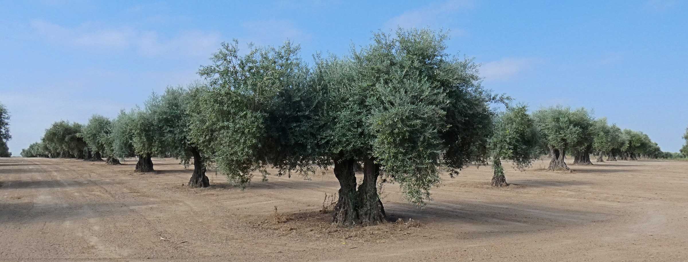 Beneficis de L'Oli D'Oliva